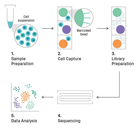 azenta sequencing|azenta sequencing sample preparation.